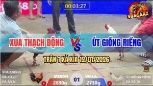 Trận 1 Xà Xía 12/1/2025 - Gà Úa Anh Út Đâm Điều Gù Lưng Tốc Chạy