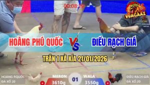 Trận 1 TonHon 21/1/2026 Trạng gà: 3600g - 3400g Gà đỏ của anh Cường Biện Gà xanh của anh Duy Chợ Lách Đỏ đá ăn 8 xổ đá 50 triệu