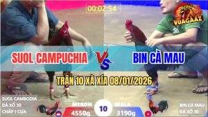 Trận 10 Xà Xía 8/1/2026 - Gà Kiểm Cà Mau Chấp Gần 1.5kg Vẫn Ăn Độ