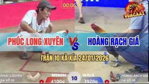 Trận 10 Xà Xía 24/1/2026 - Uá Tải Cựa Cực Đỉnh, Đâm Xám Té Ngã Sấp Mặt