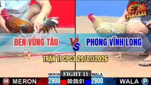 Trận 11 CPC3 29/1/2026 - Gà Cú Anh Bé Đá Chân Nào Có Tiền Chân Đó