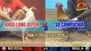 Trận 11 CPC4 17/1/2026 - Bướm Anh Khoa Đá Gà Xám CPC Té Cắm Đầu