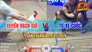 Trận 11 Xà Xía 29/1/2026 - Anh Kiểm Thua Độ Còn Bị Nhẩy Chọc Quê