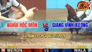 Trận 12 CPC4 16/1/2026 - Gà Điều Anh Giang Nuốt Ói Đá Gà Úa Bại Liệt