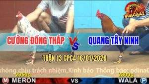 Trận 13 CPC4 16/1/2026 - Điều Cọp Anh Quang Đâm Cựa Như Sơ Mít