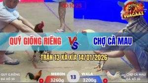 Trận 13 Xà Xía 14/1/2026 - Gà Úa Ra Chân Hiểm Điều Gục Đầu Bỏ Chạy