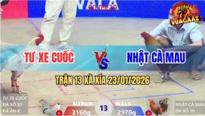 Trận 13 Xà Xía 23/1/2026 - Vàng Anh Kiểm Vô Cựa Như Mưa, Bướm Lìa Giò