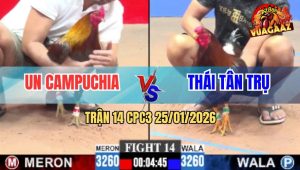 Trận 14 CPC3 25/1/2026 - Gà Xám Anh Un Đá Điều Té Lên Té Xuống