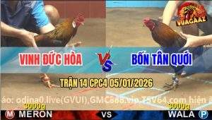 Trận 14 CPC4 5/1/2026 - Điều Anh Vinh Dí Gà Anh Bốn Chạy Như Ma Đuổi