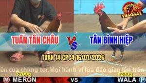 Trận 14 CPC4 16/1/2026 - Gà Que Anh Tuấn Có Chân Phản Gom Lúa Đầy Bồ