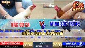 Trận 14 TonHon 7/1/2026 - Trận Gà Đang Đỉnh Điểm - Hai Nài Ôm Ra Huề