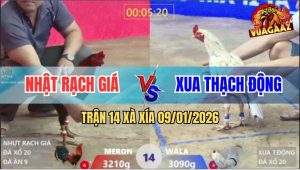 Trận 14 Xà Xía 9/1/2026 - Gà Bướm Anh Xua Đá Cho Đã Chân Rồi Bỏ Chạy