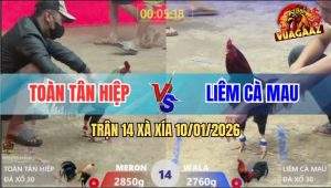 Trận 14 Xà Xía 10/1/2026 - Điều Cọp Anh Liêm Đá Gà Chuối Rụng Rời