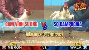 Trận 16 CPC4 12/1/2025 - Bướm Đỏ Hít Vô Đâm Xanh Cặp Ngực Phun Ra Lửa