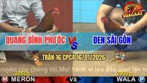 Trận 16 CPC4 16/1/2026 - Gà Bông Anh Quang Lụm Cái Xổ 100 Quá Ngọt