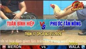 Trận 17 CPC4 16/1/2026 - Bướm Anh Phước Hạ Knock - Out Điều Anh Tuấn