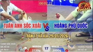 Trận 17 Xà Xía 29/1/2026 - Anh Kiểm Thua Cay Đắng Quăng Luôn Gà Chiến