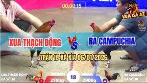 Trận 18 Xà Xía 6/1/2026 - Gà Anh Kẽm Nhẩy 3 Chân Đối Thủ Đi Bán Muối