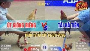 Trận 19 Xà Xía 14/1/2026 - Anh Nu Cáp Ngông, Chồng Độ Chấp 6 Chấm