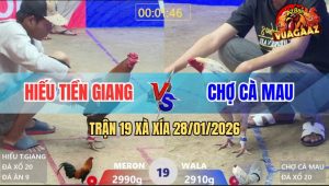 Trận 19 Xà Xía 28/1/2026 - Gà Bướm Miệng Đầy Máu Vẫn Cố Đứng Lấy Tiền