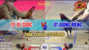 Trận 2 Xà Xía 23/1/2026 - Gà Anh Út Nhẹ Hơn 1 Kg Có Chân Cứu Chủ
