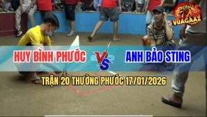 Trận 20 Thường Phước 17/1/2026 - Gà Bảo Sting Kém 5 Chấm 1 Đá Lụm Tiền