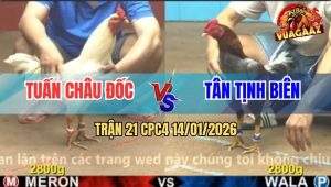 Trận 21 CPC4 14/1/2026 - Gà Úa Anh Tuấn Đá Gà Xám Dỡ Giò Không Nổi