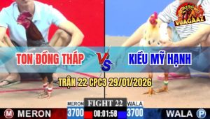 Trận 22 CPC3 29/1/2026 - Chú Tuấn Điện Thả Gà Giết Đối Thủ Trong Chân