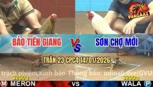 Trận 23 CPC4 14/1/2026 - Gà Chuối Anh Bảo Tiền Giang Dập Như May Khâu