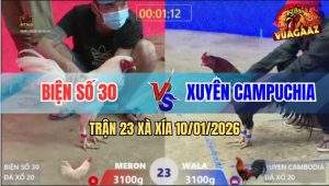 Trận 23 Xà Xía 10/1/2026 - Gà Úa Anh Kiểm Múa 1 Hới Điều Chạy Mất Xác