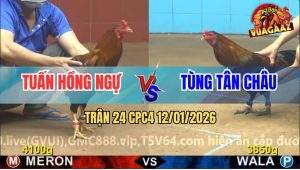 Trận 24 CPC4 12/1/2025 - Gà Điều Anh Tuấn Đá Gà Anh Tùng Ói Đen Đầu