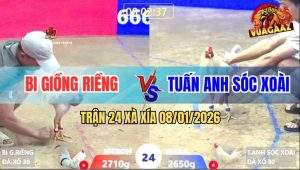 Trận 24 Xà Xía 8/1/2026 - Gà Úa Đá Quá Tịch, Bướm Quíu Giò Tốc Chạy