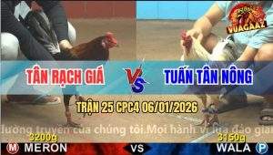 Trận 25 CPC4 6/1/2026 - Gà Điều Đá Bướm Anh Tuấn Còn 1 Giò Sao Mà Đứng