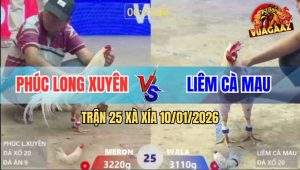 Trận 25 Xà Xía 10/1/2026 - Bướm Xanh Đá Cây Cần Lấy Mạng Đỏ Nhanh Gọn