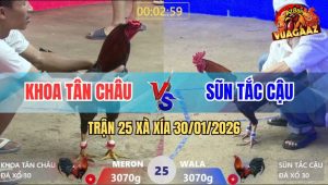 Trận 25 Xà Xía 30/1/2026 - Điều Cọp Anh Sũn Đá Toàn Đâm Mu Lưng