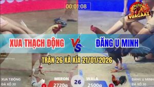 Trận 26 Xà Xía 21/1/2026 - Gà Que Anh Đăng may Độ Có Chân Phản Ăn 1