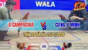 Trận 26 Xà Xía 25/1/2026 - Điều Anh Cưng Đâm Khét CPC Sụm Tỳ Rụng Nụ