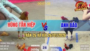 Trận 26 Xà Xía 26/1/2026 - Hai Con Cắn Cưa Vô Trong Đức Hơi Bỏ Miệng