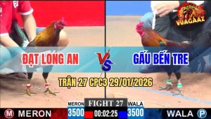 Trận 27 CPC3 29/1/2026 - Điều Mặt Râu Đá Bại Liệt Gà Anh Gấu Bến Tre