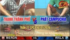 Trận 27 CPC4 16/1/2026 - Gà Vàng Anh Phát Đâm Điều Gỡ Cựa Không Kịp