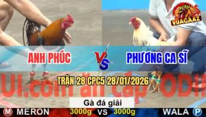 Trận 28 CPC5 28/1/2026 - Anh Phúc Gặp Anh Phương Ca Sĩ