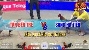 Trận 28 Xà Xía 8/1/2026 - Gà Vàng Anh Sang Đá Liên Hoàn Cước Lụm Tiền