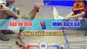 Trận 29 Xà Xía 16/1/2026 - Gà Cú Dí Bạc Và Cái Kết Ho Đen Đầu Tức Tưởi
