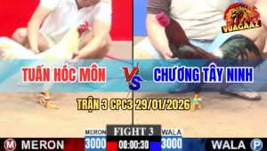 Trận 3 CPC3 29/1/2026 - Úa Hiệu Anh Tuấn Đâm Cựa Quá Tịch Điều Sụm Nụ