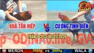 Trận 3 CPC5 10/1/2026 - Gà Điều Anh Khá Đá Gà Que Không Nhấc Được Chân