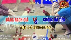 Trận 3 Xà Xía 11/1/2026 - Điều Anh Cường Hạ Gà Bướm Trong 1 Nốt Nhạc