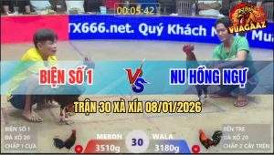 Trận 30 Xà Xía 8/1/2026 - Gà Điều Anh Kiểm Chấp 1 Cây Bị Đá Gãy Cổ