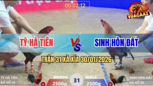 Trận 31 Xà Xía 30/1/2026 - Gà Điều Anh Tý Chưa Đá Được Cái Nào Đã Chạy
