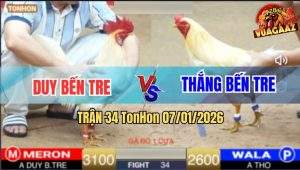Trận 34 TonHon 7/1/2026 - Úa Mồng Lá 1 Cựa Đá Gà Anh Thắng Ra Si Rô
