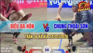 Trận 36 Xà Xía 24/1/2026 - Chuối Đen Anh Chung Đá Lớp 1 Là Có Tiền